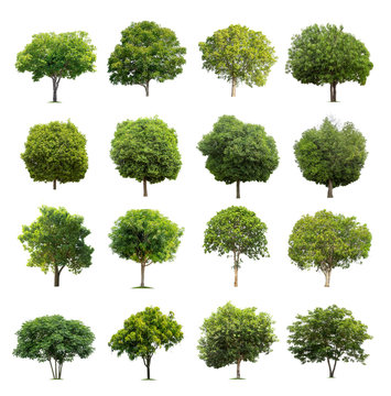 Collection of trees isolated on white background high resolution for graphic decoration, suitable for both web and print media