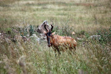 Red Hartebeest hiding in grass
