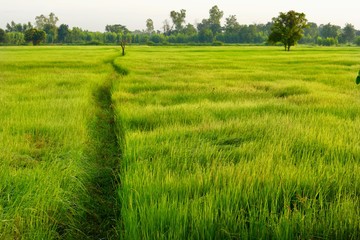 The Rice green fields