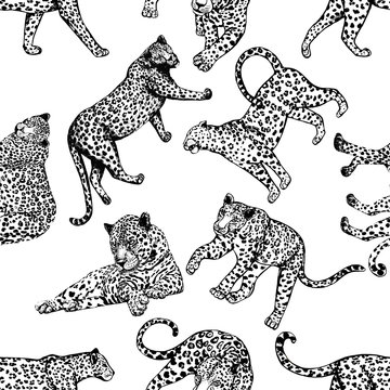 Seamless pattern of sketch style leopards. Vector illustration isolated on white background.