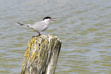 Common Tern (Sterna hirundo), standing and screaming on pole, Texel, North Holland, Netherlands