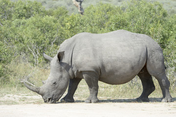 Naklejka premium White rhinoceros (Ceratotherium simun), eating, Kruger National Park, South Africa