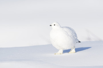Willow Ptarmigan (Lagopus lagopus), walking on snow, Churchill, Manitoba, Canada