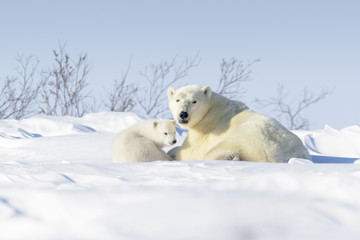 Polar bear mother (Ursus maritimus) with new born cub lying down on tundra, Wapusk National Park,...