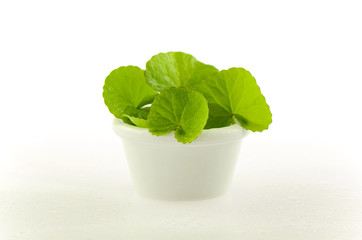 Natural Gotu-Kola leaves in white pot on white background.