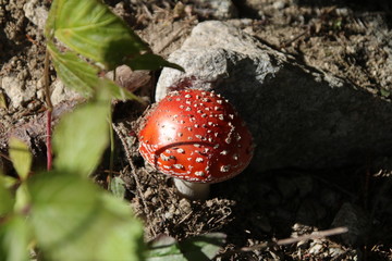 Muchomor grzyb alpy las zakopane © Paulina