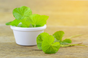 Natural Gotu-Kola leaves in white pot with warm light tone.