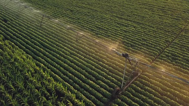 Aerial view of pivot irrigation watering agricultural equipment in cultivated soybean field, drone footage
