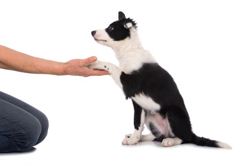 Welpe gibt Pfote und sieht den Besitzer an