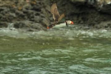 Puffin flying over sea by Puffin Island