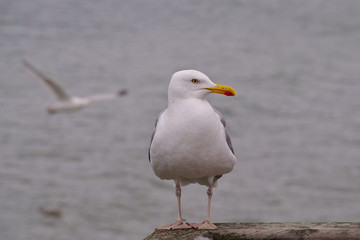 Möwe auf Seebrücke