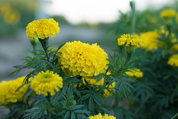 flower yellow flowers