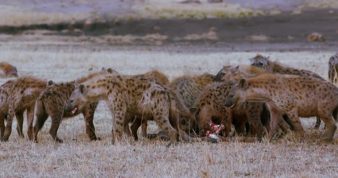 Spotted Hyenas With Kill; Maasai Mara 5th Sept 16; Maasai Mara, Kenya, Africa