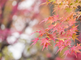 Maple leaf, Autumn leaves 2