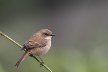 Grey Bushchat ; Saxicola ferreus 
