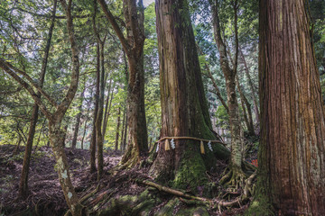 Fototapeta premium 貴船神社 御神木相生の杉