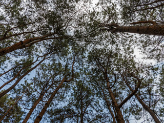 Looking up to Forest - Green Tree branches nature abstract, tree top