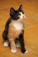 tricolor kitten with a third eyelid