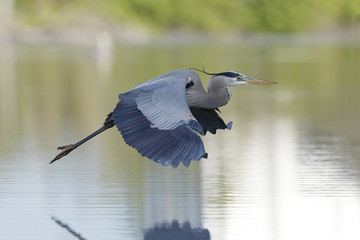 Great Blue Heron (Ardea herodias) in flight - Estero Island, Florida
