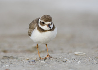 Semipalmated Sandpiper foraging on a beach - Florida