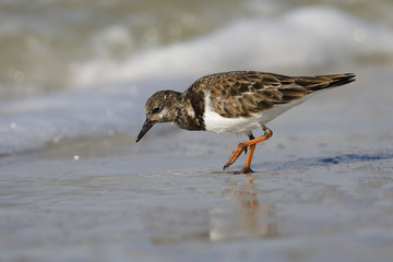 Ruddy Turnstone foraging on a Florida beach