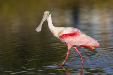 Fototapeta na wymiar Roseate Spoonbill - Merritt Island Wildlife Refuge, Florida