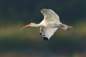 White Ibis in flight - Merritt Island, Florida
