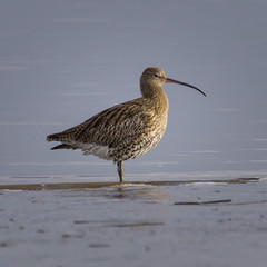 Large Curlew  - mouth of the river Eider in the North Sea, Tönning, Germany