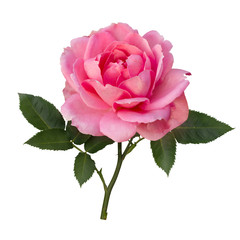 Delicate pink rose