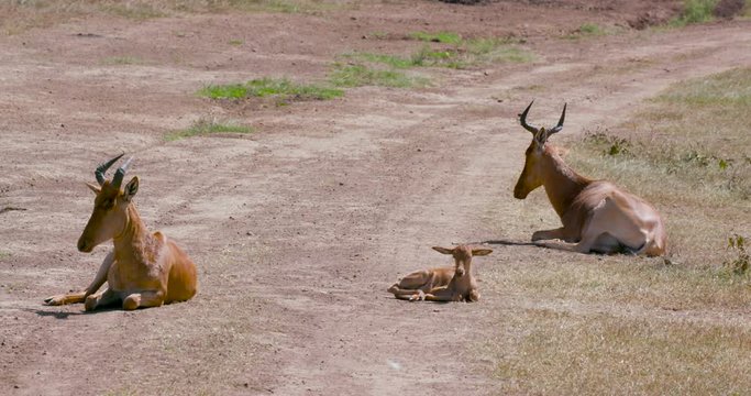 Hartebeest'S Sitting With Foal; Nairobi National Park; Nairobi, Kenya, Africa