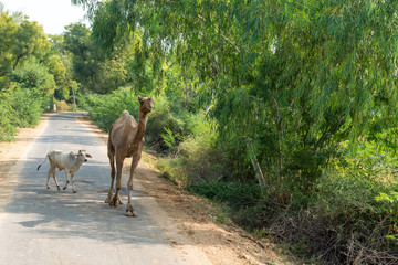 Dromedary along the road near Bera, Rajasthan