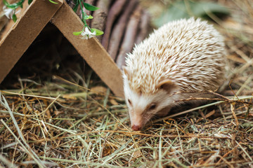 Funny hedgehog crawling on the grass near his house.