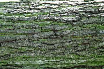 old bark with moss