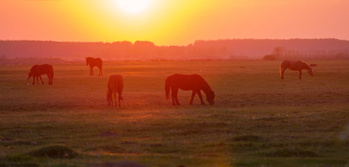 Fototapeta na wymiar Horses on meadow at sunset
