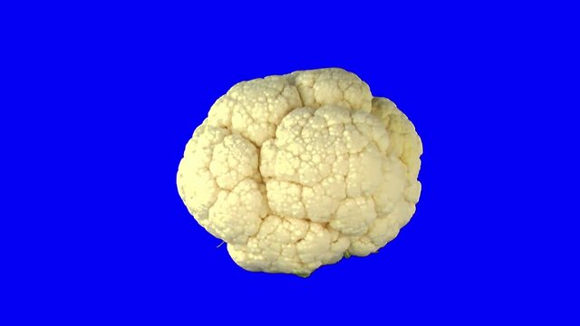 Rotating seamless looping cauliflower on a plate isolated on the blue chroma keyed background.
