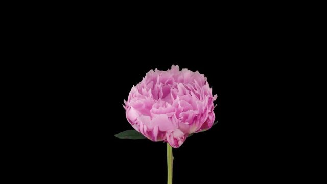 Time-lapse of opening pink peony (Paeonia) flower 1a3 in RGB + ALPHA matte format isolated on black background.
