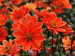 Feld mit roten Dahlien