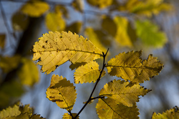 Herbstlaub im Gegenlicht