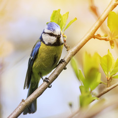  little chickadee sitting on a branch in the Park in early spring on a Sunny day