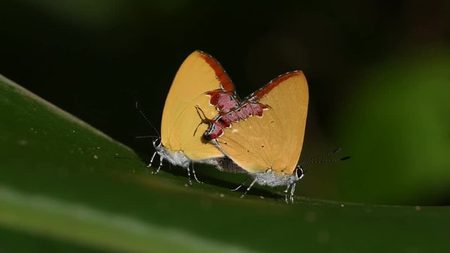 Purple Sapphire butterfly mating in Thailand and Southeast Asia.