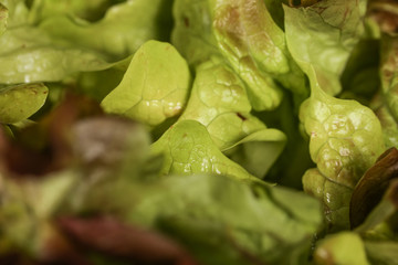 salade, feuille de chêne, fond noir, close-up