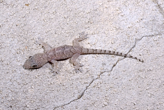 Asiatischer Hausgecko (Hemidactylus frenatus) - Common house gecko / Madagaskar