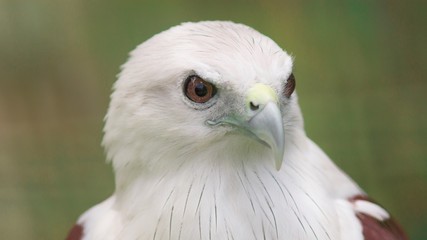 Brahminy Kite