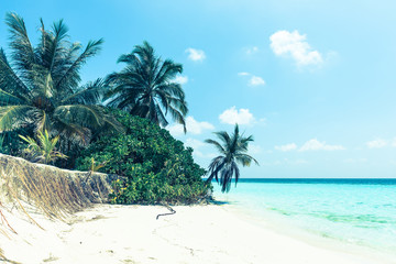 Tropical plants on the beach in the Maldives. White sand tropical island. Palm trees were bent over the water of the ocean.