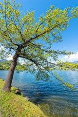 Gorgeous landscape along the lake . Tree on the shore of the lake. Bright summer landscape. Central Switzerland. Lake Lauerz.