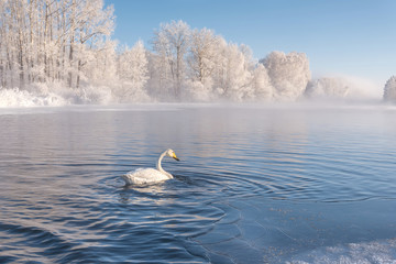 swan lake mist frost wintering