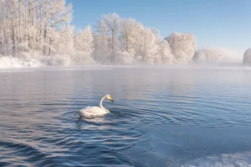Wall murals Swan swan lake mist frost wintering