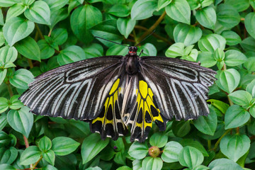 Black and yellow butterfly.