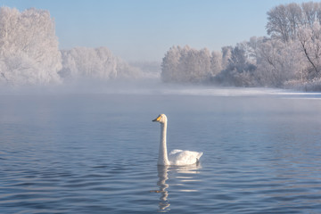 Naklejka premium swan lake mist frost wintering