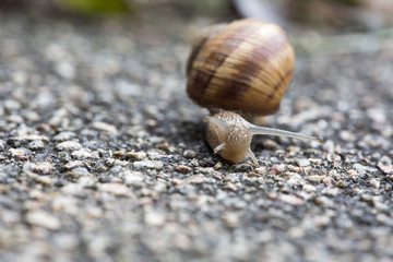 Weinbergschnecke
